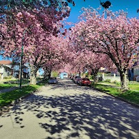 Vancouver residential street lined with blooming cherry blossom trees