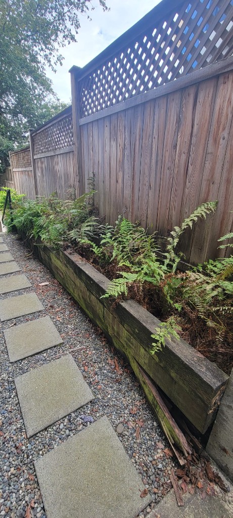 Weathered timber planter filled with ferns along a lattice fence